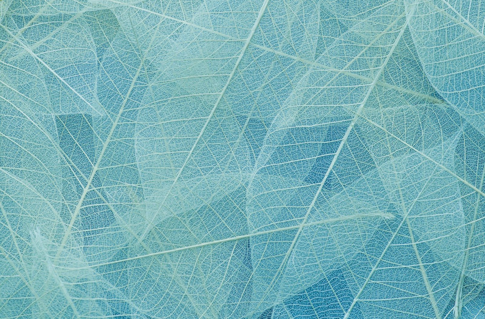 The image shows a close-up of delicate, translucent leaf skeletons layered over each other in various shades of blue and cyan.