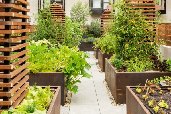 A rooftop garden with raised beds filled with various plants, surrounded by wooden structures, on a building's rooftop.