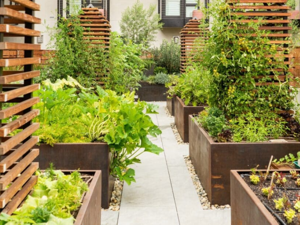 A rooftop garden with raised beds filled with various plants, surrounded by wooden structures, on a building's rooftop.