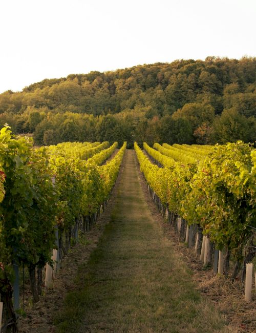 A vineyard with rows of green grapevines stretches toward a hill covered with trees under a clear sky.